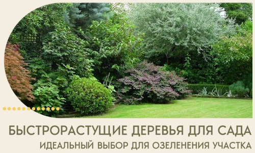 Быстрорастущие деревья для сада идеальный выбор в Котласе