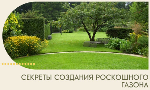 Секреты создания роскошного газона в Котласе